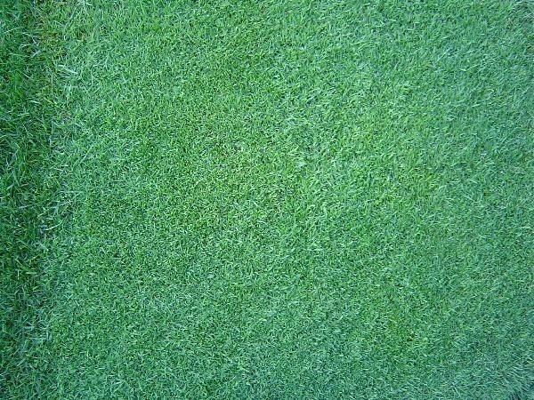 芝生の種・最高級ベントグラス 007 ダブルオーセブン 1Kg(芝)の画像2