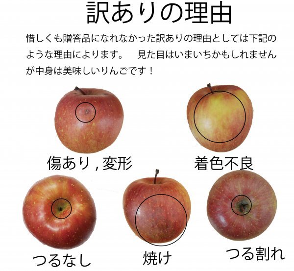 青森県産 家庭用 りんご サンふじ 10kg 全国送料無料！3の画像5