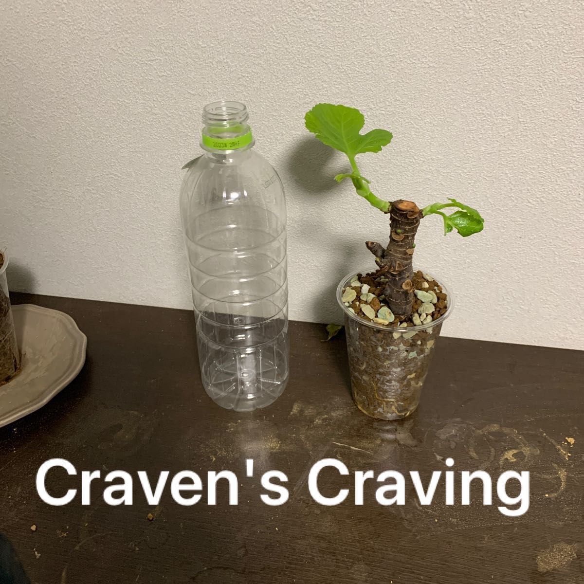 Craven's Craving苗 いちじく苗 イチジク苗｜PayPayフリマ