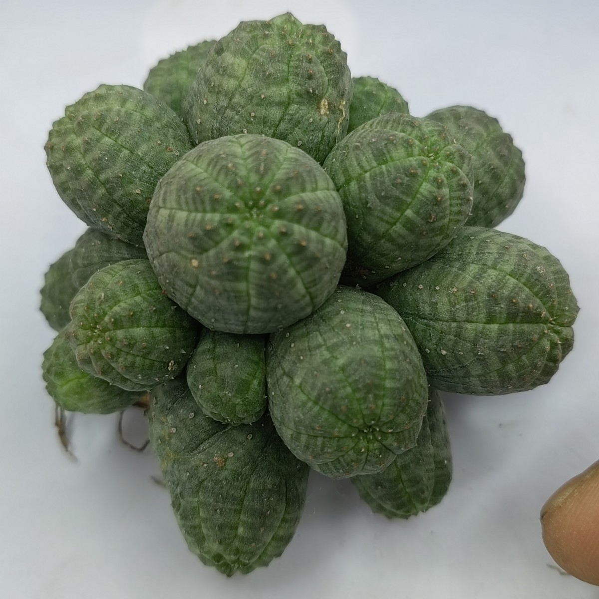 塊根植物 Euphorbia obesa ユーフォルビア オベサ 群生株 多肉植物 S-41_画像3