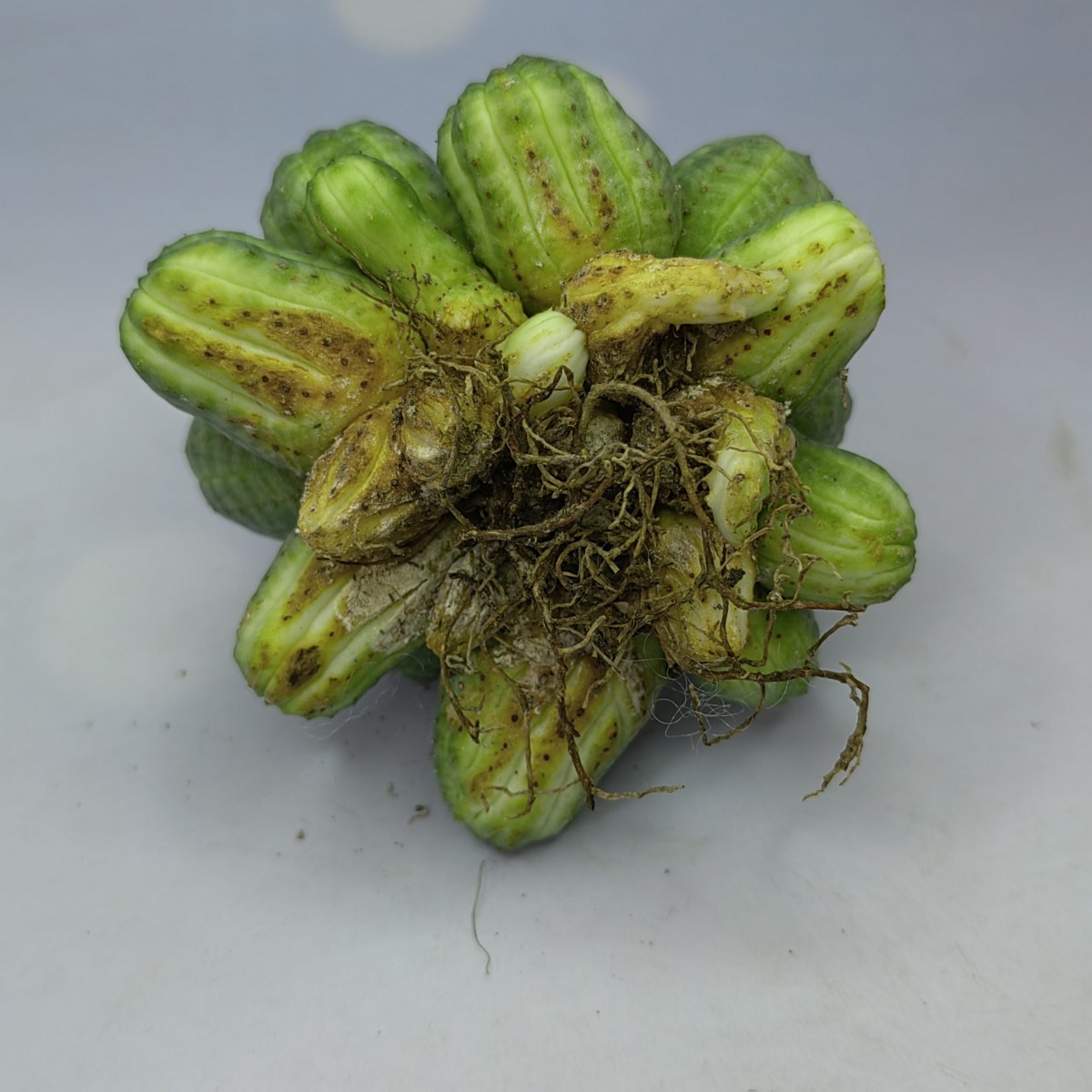 塊根植物 Euphorbia obesa ユーフォルビア オベサ 群生株 多肉植物 S-41_画像5