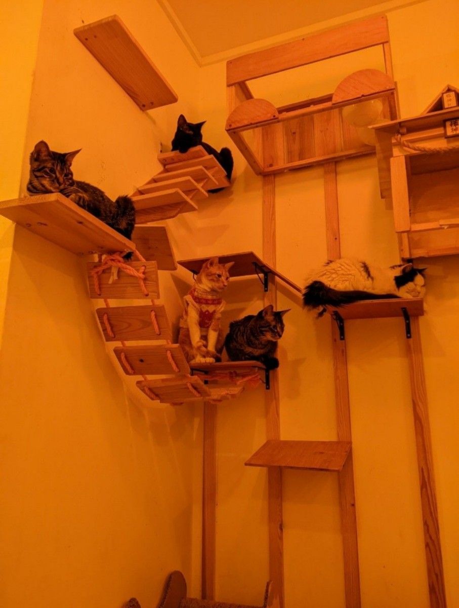 キャットタワー&猫ハウス | noonanwaste.com