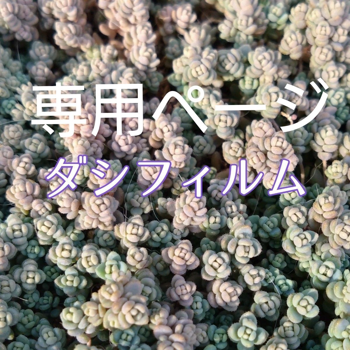 sana様専用ページになります｜Yahoo!フリマ（旧PayPayフリマ）