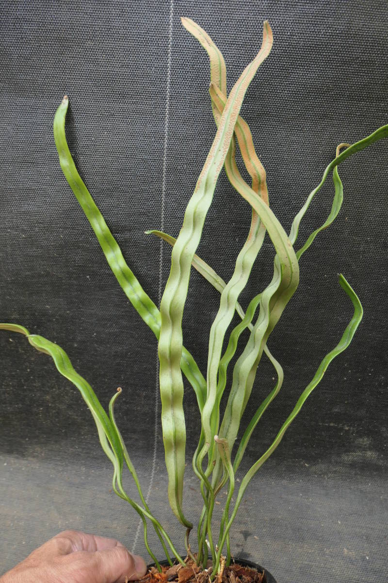 Yahoo!オークション - ( _ ) 波葉 Pyrrosia longifolia Yahoo!オークション - ( _ ) 波葉 Pyrrosia longifolia