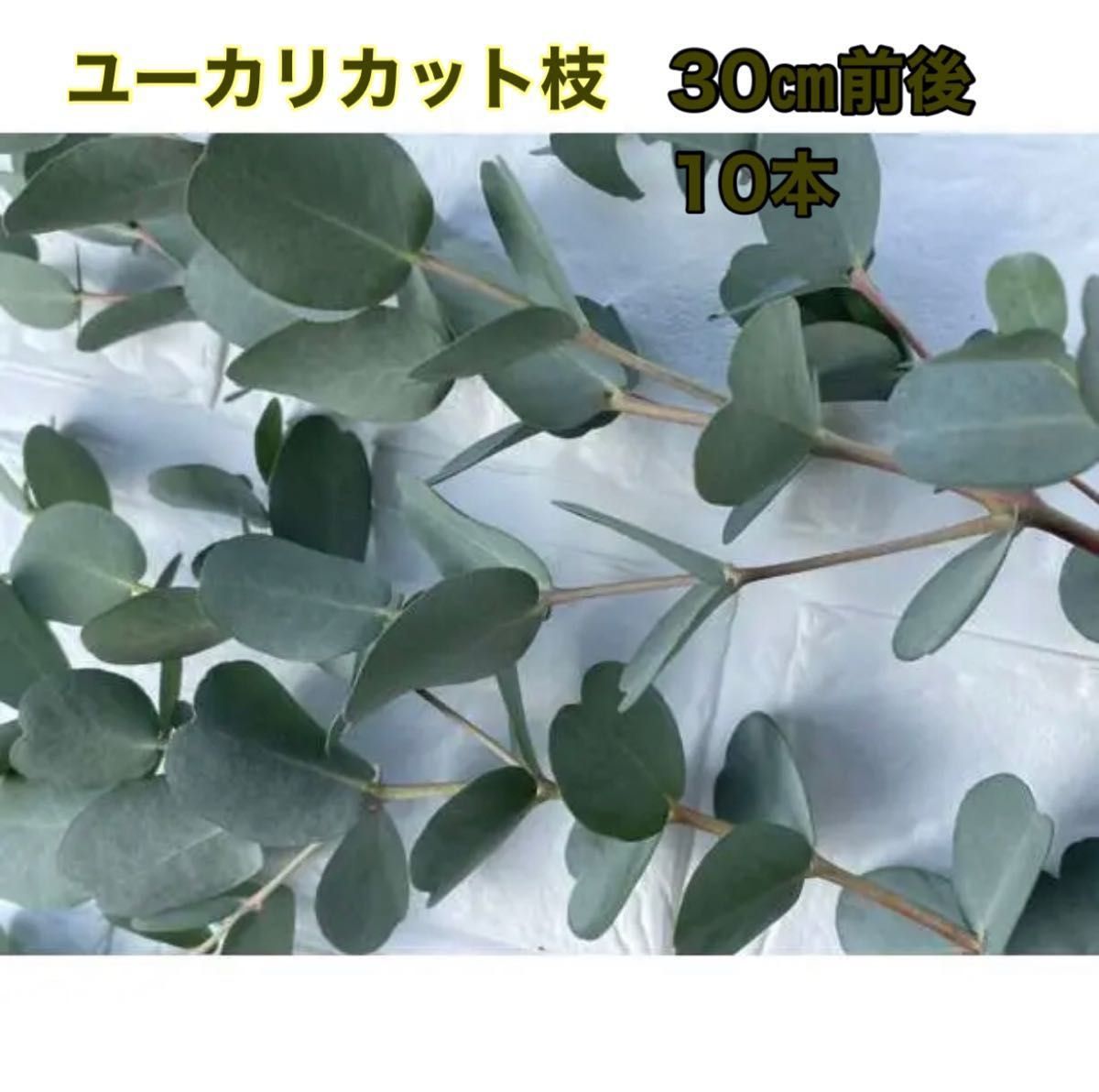 ユーカリ　フレッシュカット枝　10本　約30㎝　　観葉植物　多肉　リース　花材　スワッグ　