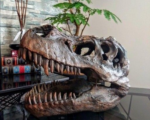DINOWORLD】 ティラノサウルス T-REX 頭骨 化石 トリケラトプス