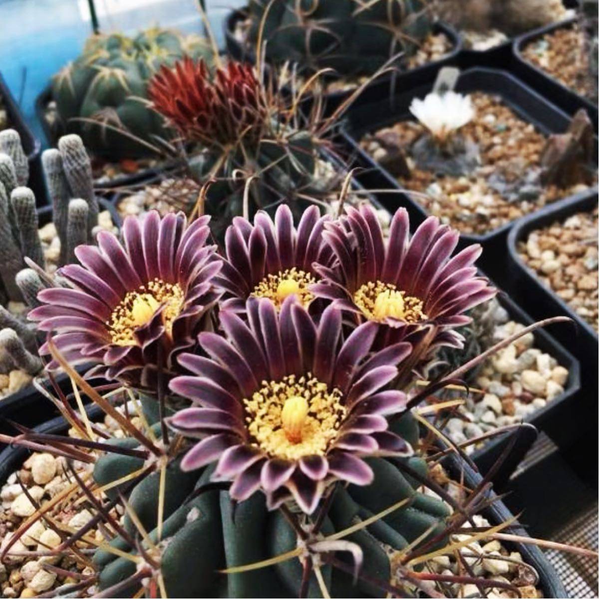 Yahoo!オークション - 多肉植物 黒花サボテン 羅紗錦(実生) Yahoo!オークション - 多肉植物 黒花サボテン 羅紗錦(実生)