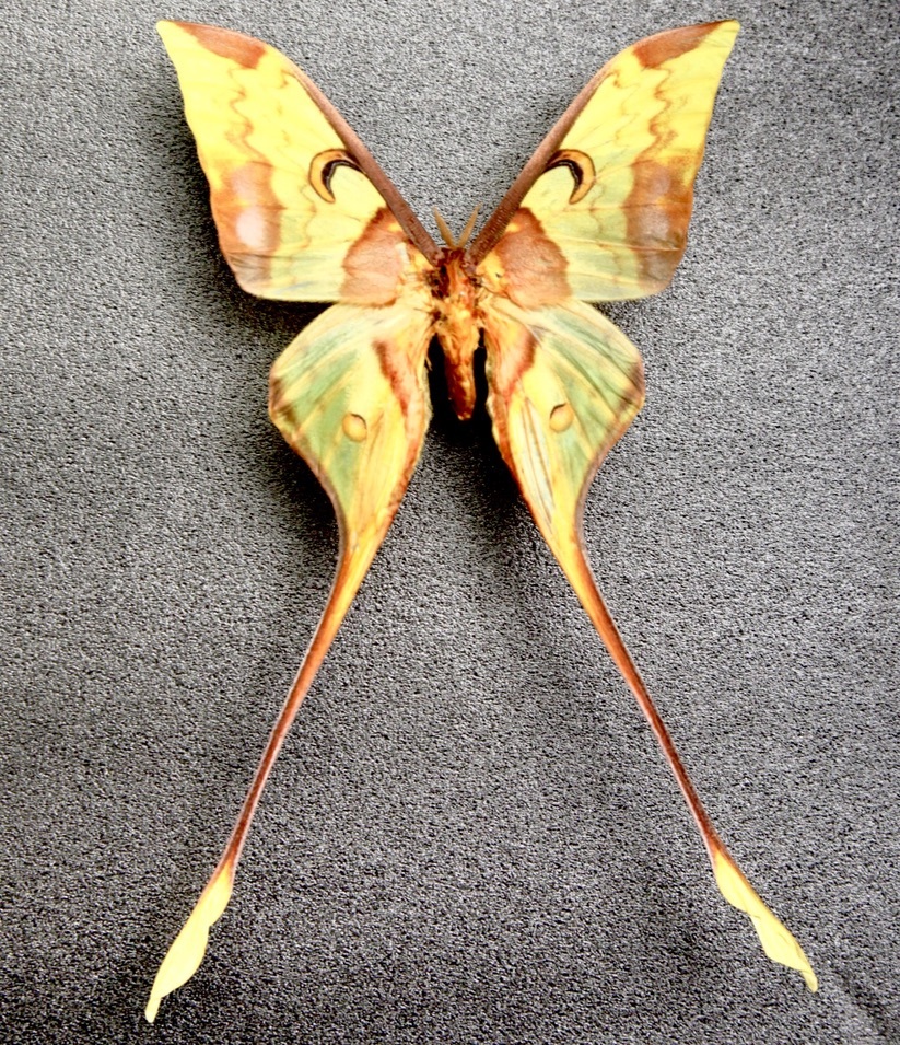 外国産蛾標本 プソイドマルティーヤママユ 蝶標本