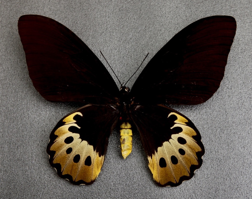 ■外国産蝶標本　 ゴライアストリバネアゲハ・タイタン　 A♀　アセキ・パプアニューギニア　野外採集品