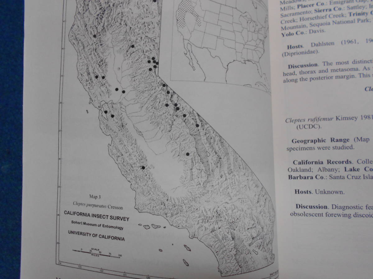 即決　昆虫学、Incect　2006年『カリフォルニアの乗取りバチ California Cuckoo Wasps 』 ハチ目、膜翅目、分布、分類、形態_画像4