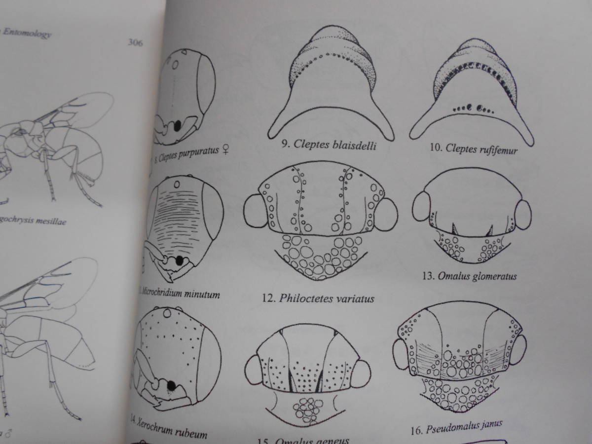 即決　昆虫学、Incect　2006年『カリフォルニアの乗取りバチ California Cuckoo Wasps 』 ハチ目、膜翅目、分布、分類、形態_画像7