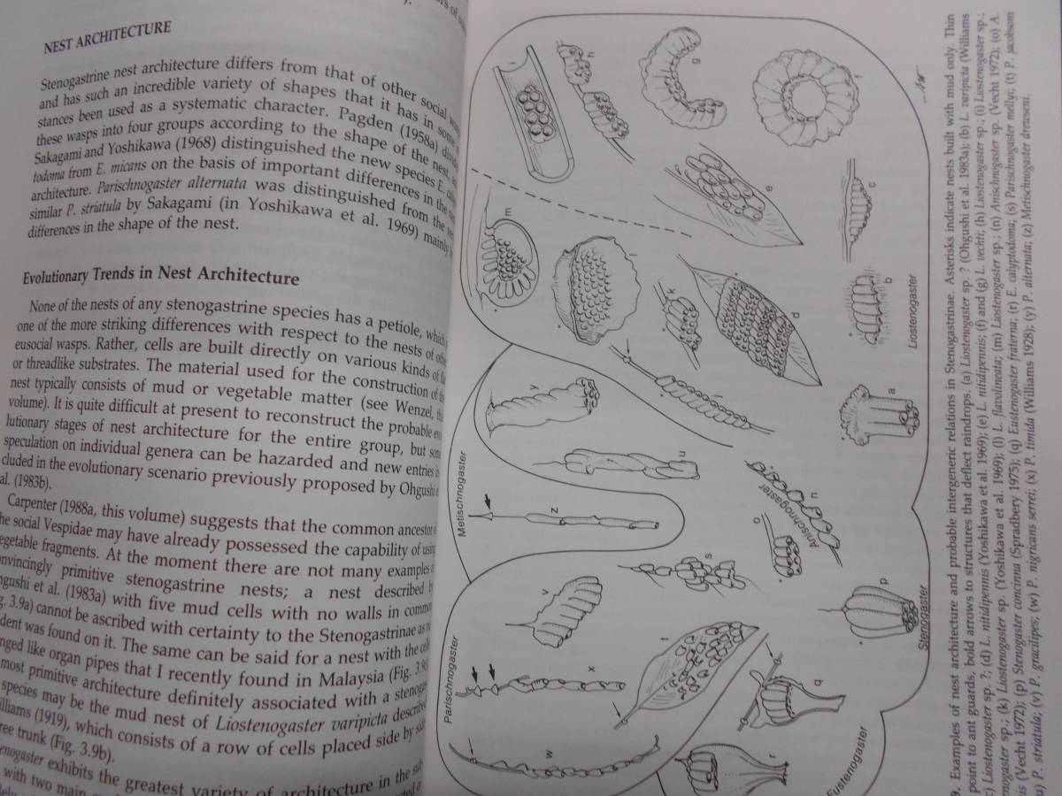 即決　昆虫学、Incect　1991年新品『ハチの社会生態学　The Social Biology of Wasps』ハチ目、膜翅目、生態、スズメバチ、アシナガバチ