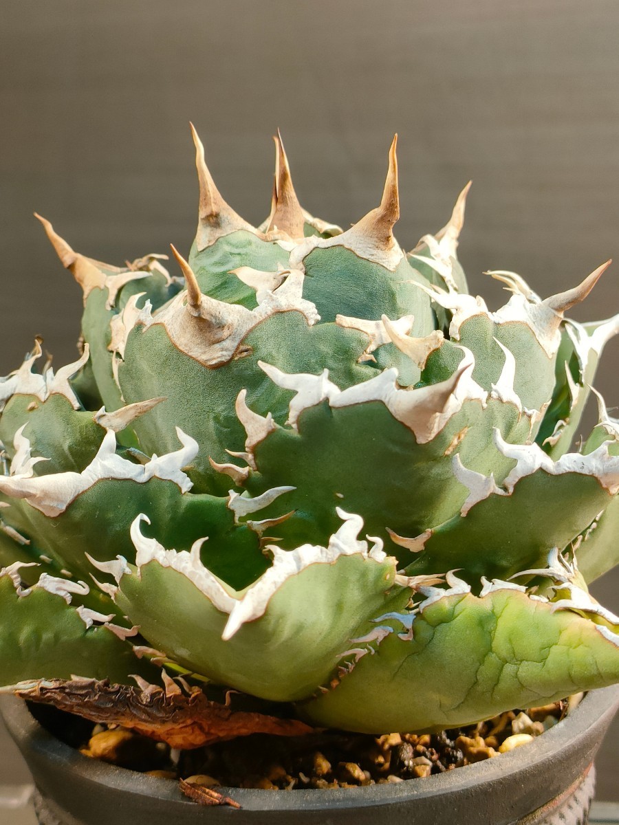 Yahoo!オークション - 【hiiro】アガベ 雷鳥 子株 agave Yahoo!オークション - 【hiiro】アガベ 雷鳥 子株 agave