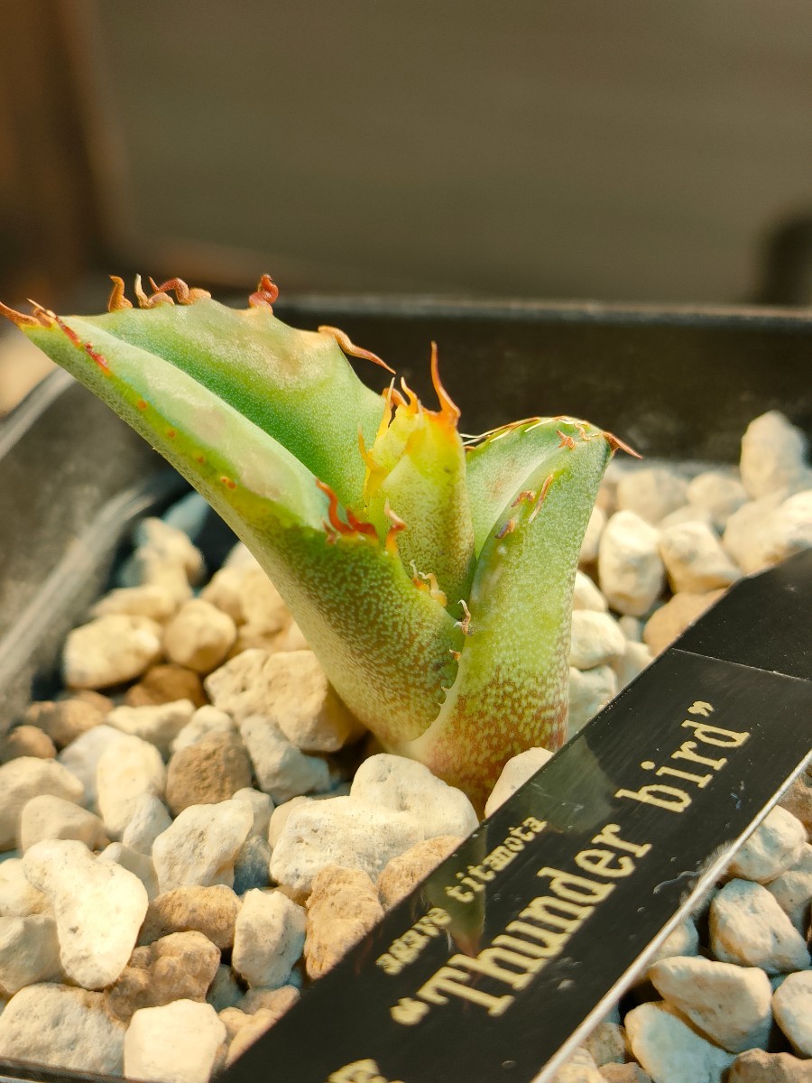 hiiro】アガベ 雷鳥 子株 agave titanota thunder bird(検 hiiro】アガベ 雷鳥 子株 agave titanota thunder bird(検