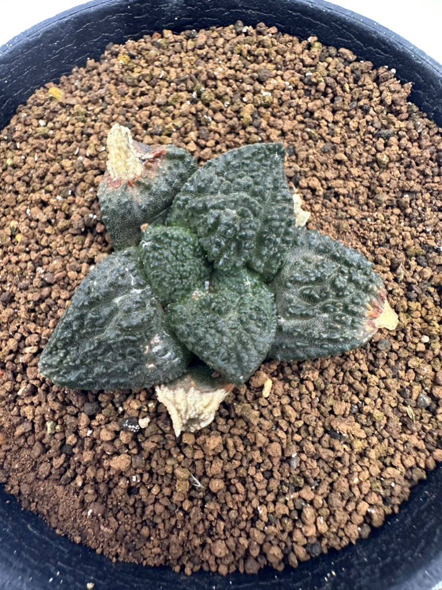 アリオカルプス 亀甲牡丹ゴジラ 実生選別株　Ariocarpus fissuratus 'Godzilla' 塊根大 抜き苗は送料込 検ゴジラ 亀甲ボタン ブラボアナス_画像6