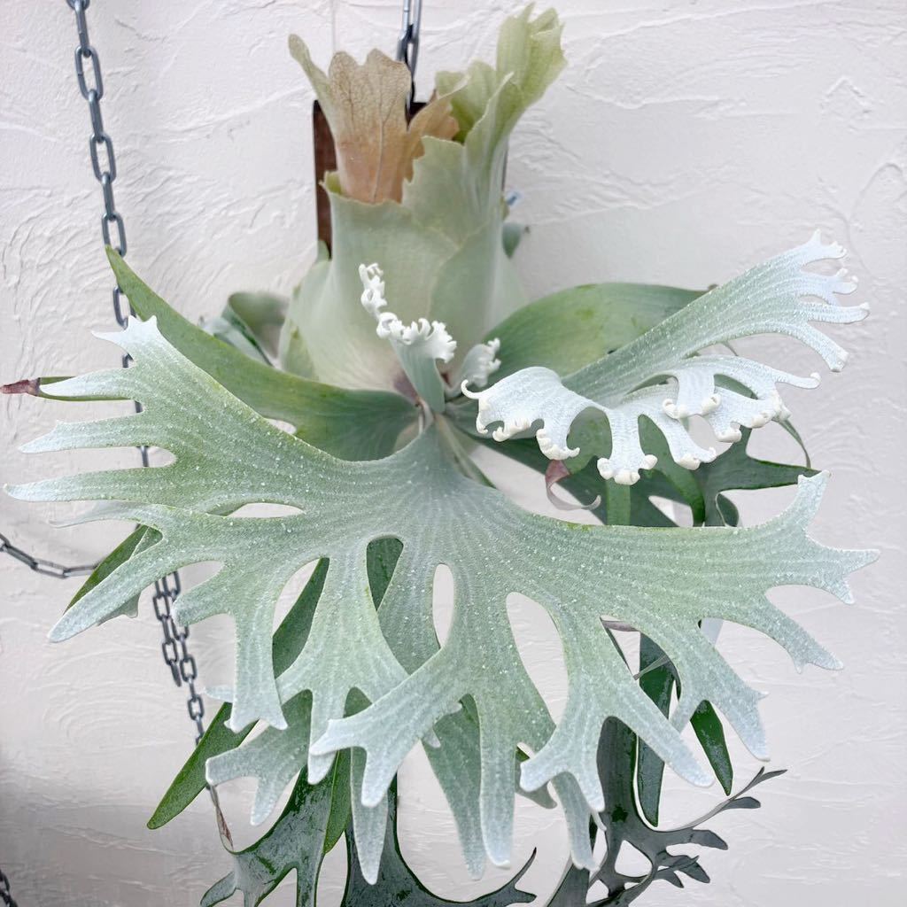 △白ビフル E-1 P. bifurcatum sp. white△ E1ビカクシダ コウモリラン