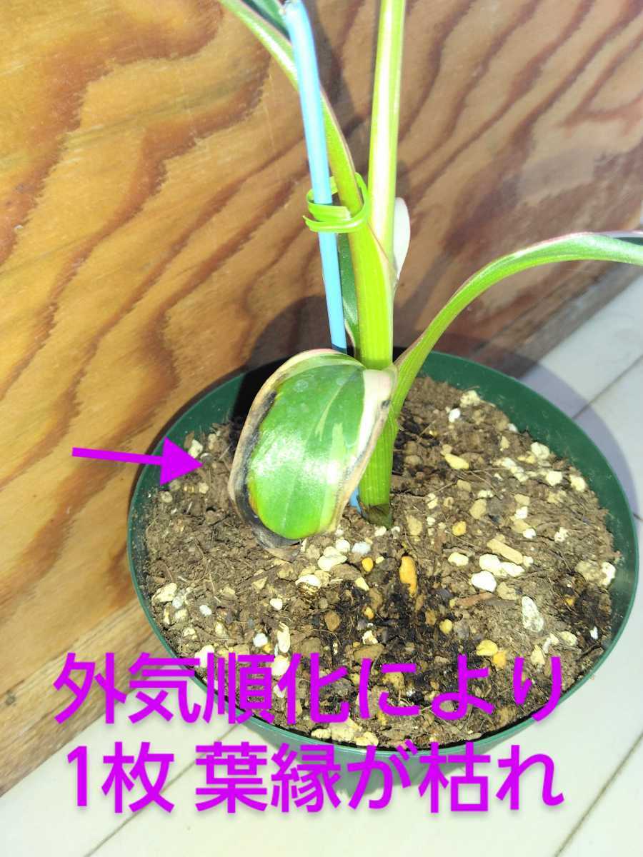 値引きしました☆ムサ.ノノピンクバリエガータ.バナナ.苗.白.斑入り