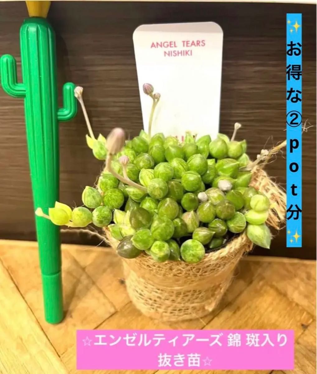 ★★お得な②pot分★★エンゼルティアーズ 錦 斑入り 抜き苗★