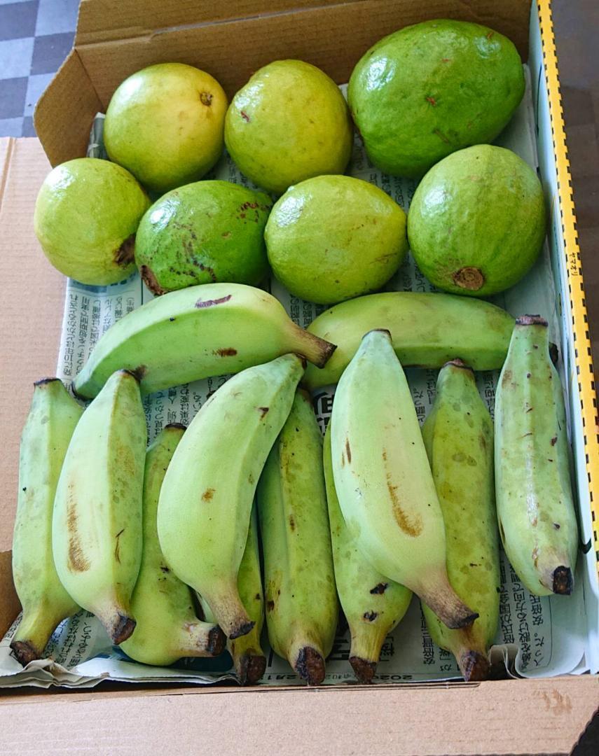 初セット！沖縄本島産「フルーツグァバ」と「島バナナ」 セット！