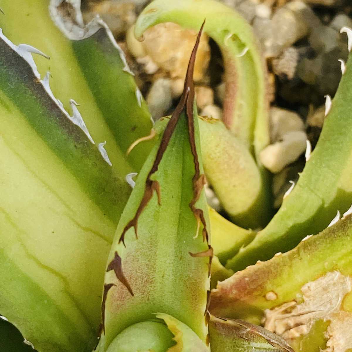 33多肉植物アガベ ホリダ horrida 黄中斑 超希少錦 鮮明錦 極上美株
