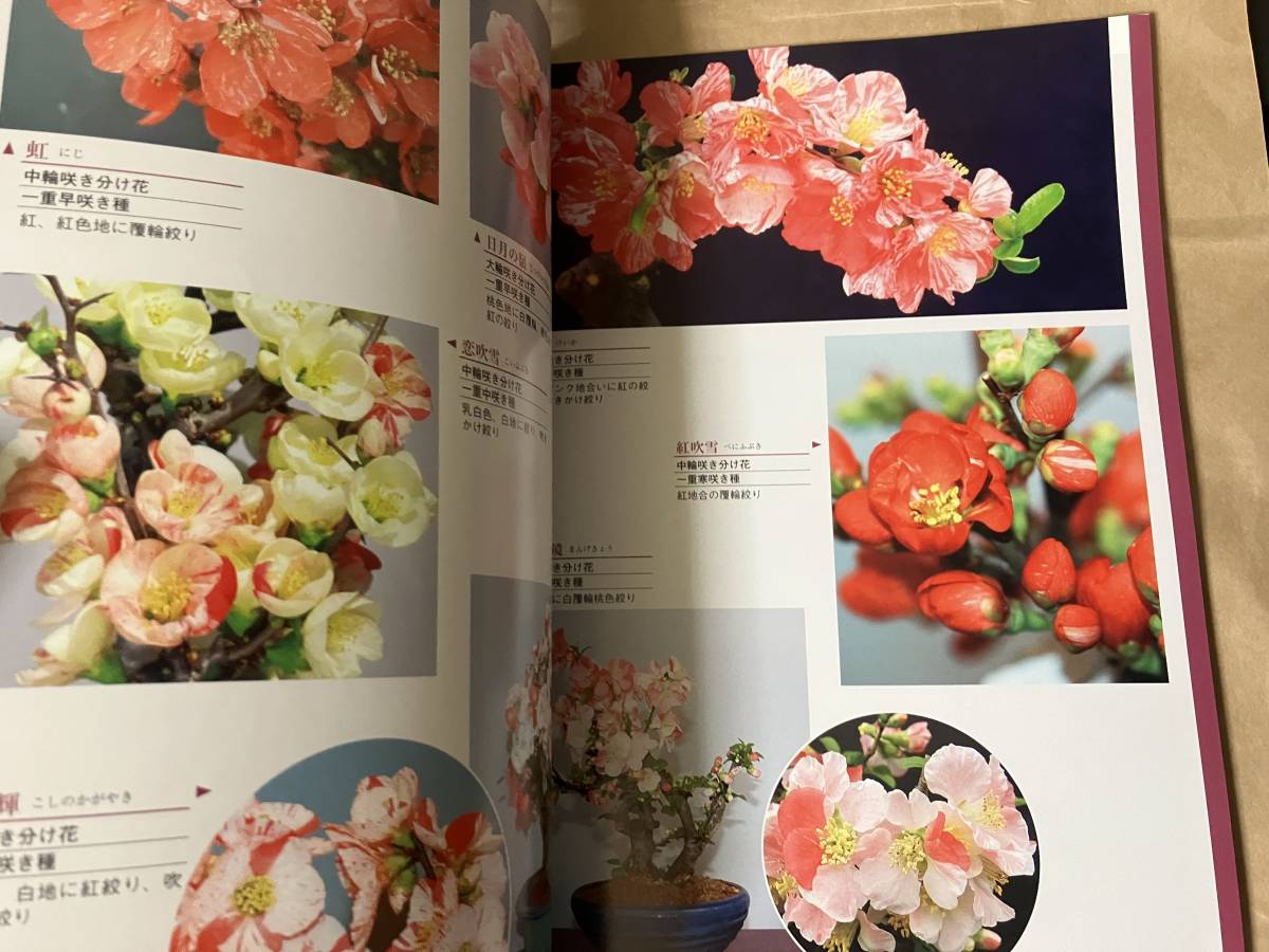  Japan becoming dim association japanese becoming dim plant illustrated reference book llustrated book history charge materials 