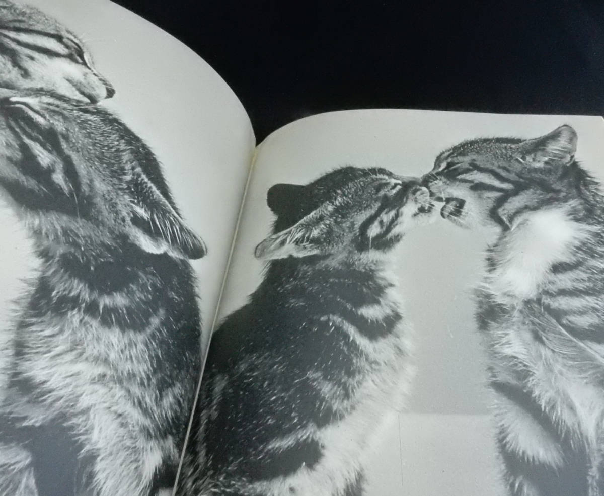 『CATS』キャッツ YLLA イーラ（原書）■猫■ネコ写真の教科書■写真家：Ylla（1911～1955年）■中古■230304 1132＋_画像7