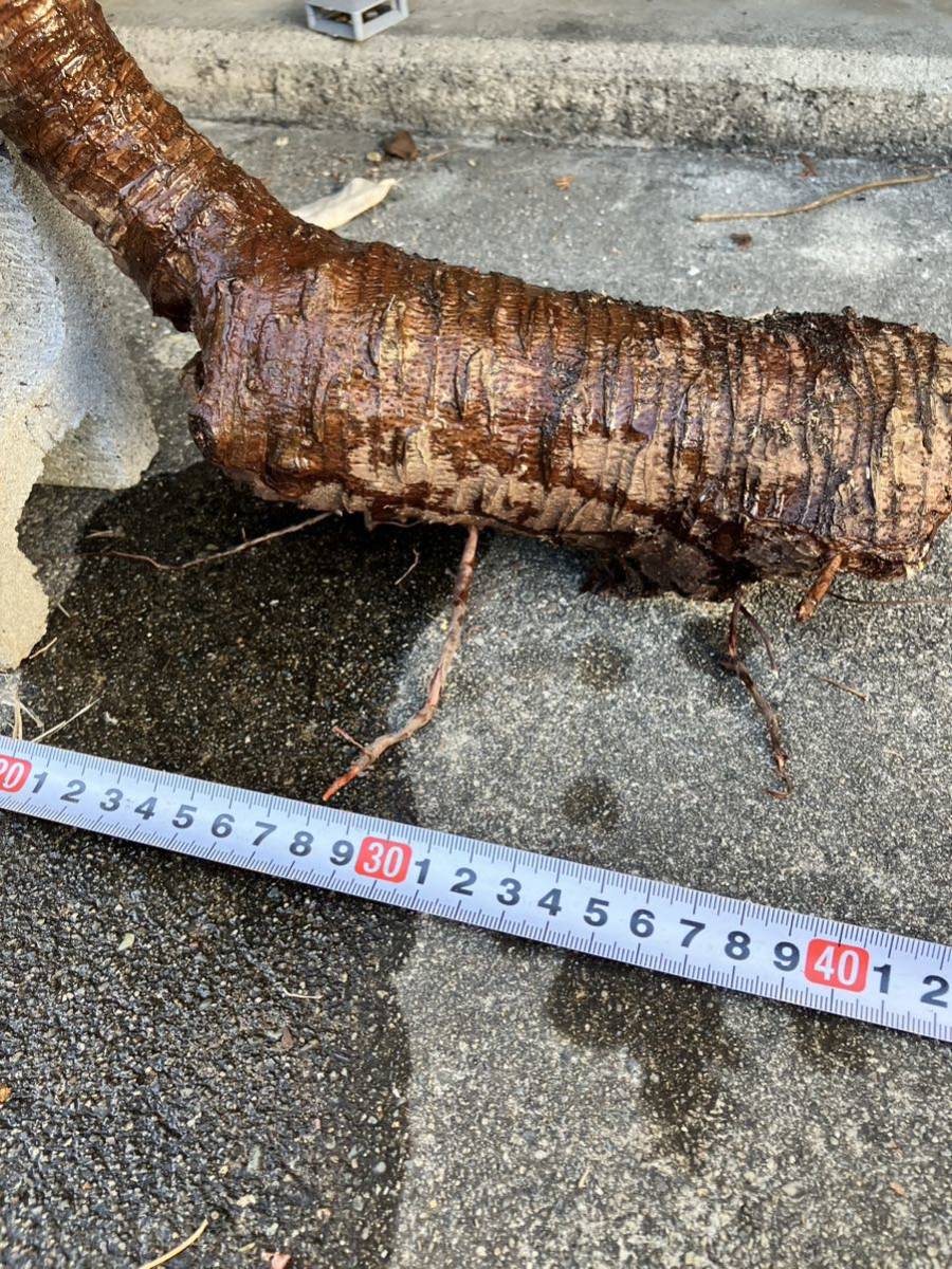 T051発根済み ユッカラン グロリオサ キミガヨラン 分頭 ドライ