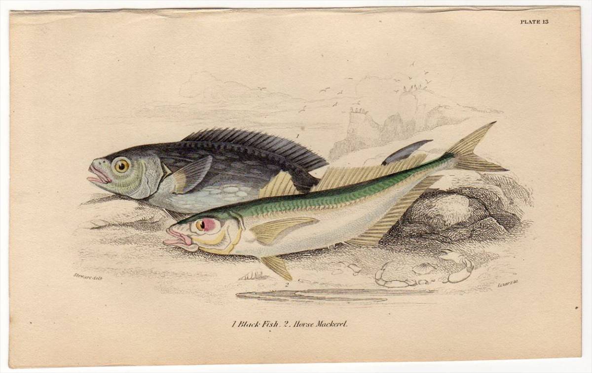 ヤフオク 1842年 Jardine 手彩色 銅版画 カワカマス科 ア ヤフオク 1842年 Jardine 手彩色 銅版画 カワカマス科 ア