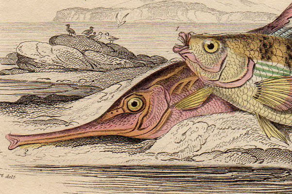 1842年 Jardine 手彩色 銅版画 ベラ科 Jagos Goldsinny ヘラヤガラ科 トランペットフィッシュ Trumpet Fish 博物画_画像2