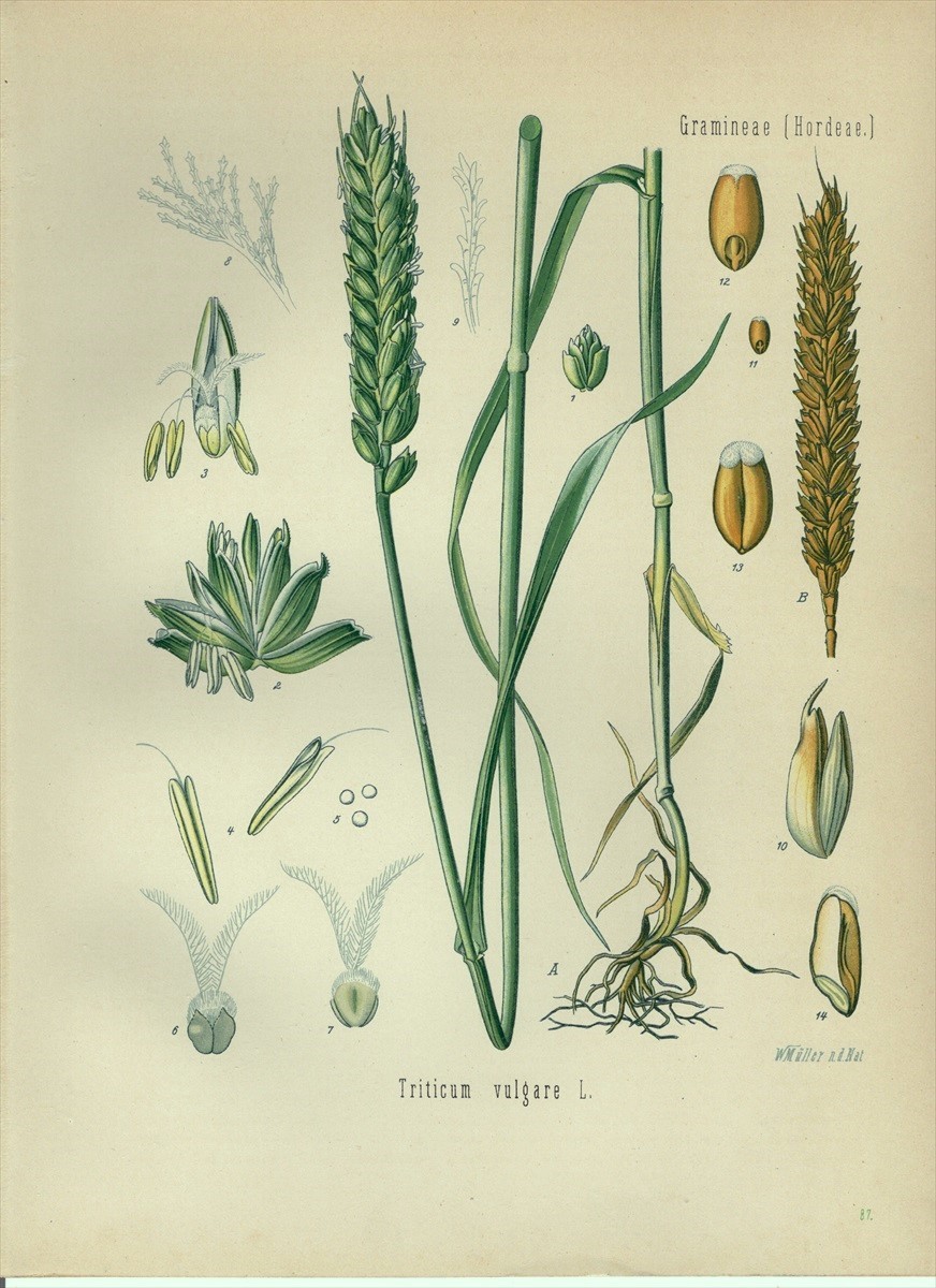 1890年 Kohlers 薬用植物 多色石版画 イネ科 コムギ属 Triticum vulgare L_画像1