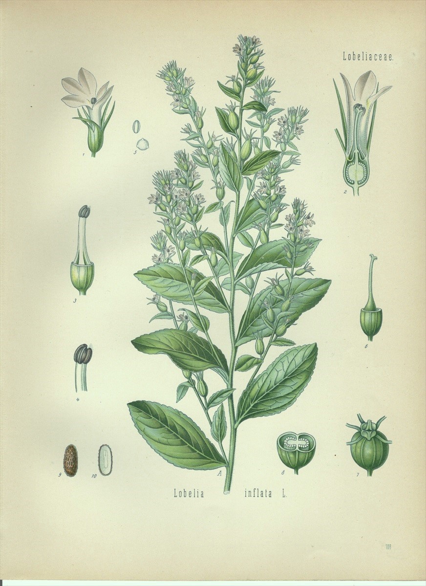 1890年 Kohlers 薬用植物 多色石版画 キキョウ科 ミゾカクシ属 ロベリアソウ Lobelia inflata L_画像1