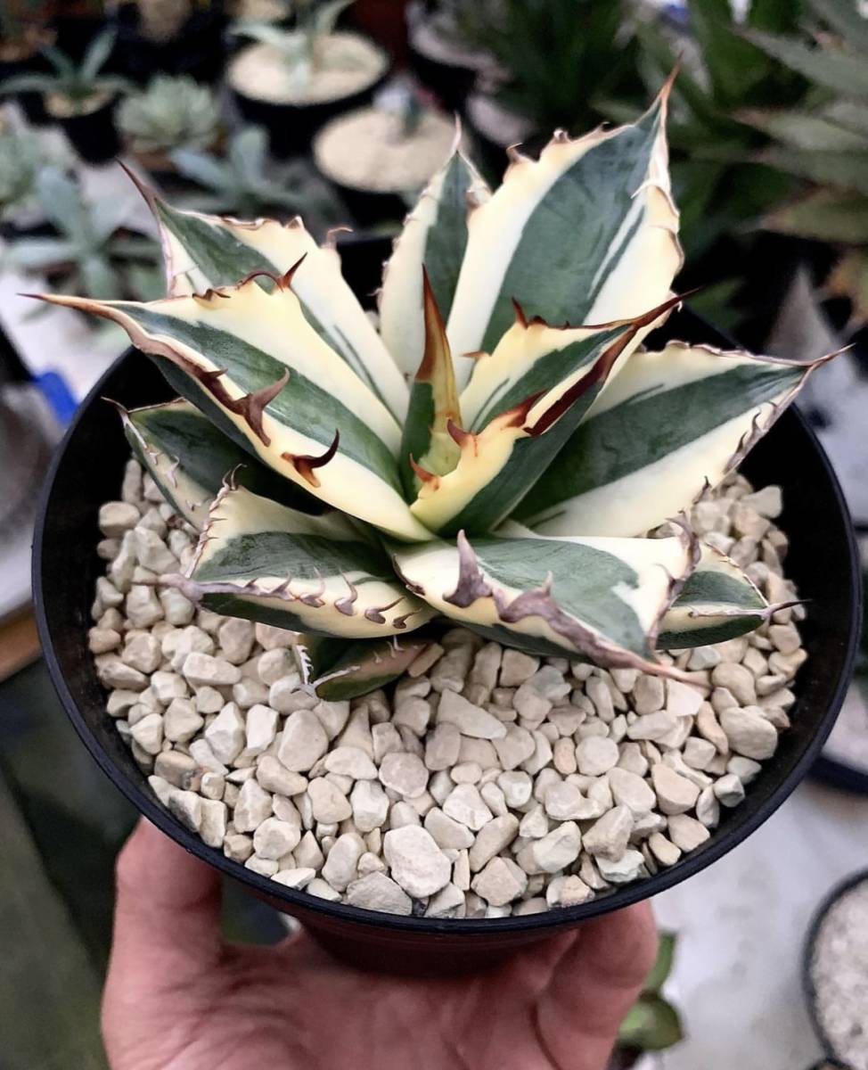 Yahoo!オークション - Agave Titanota Snaggle Tooth アガベ Yahoo!オークション - Agave Titanota Snaggle Tooth アガベ