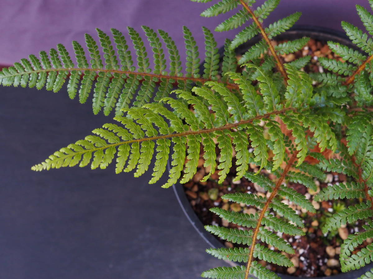 ディクソニア スクアローサ Dicksonia squarrosa(その他)|売買された