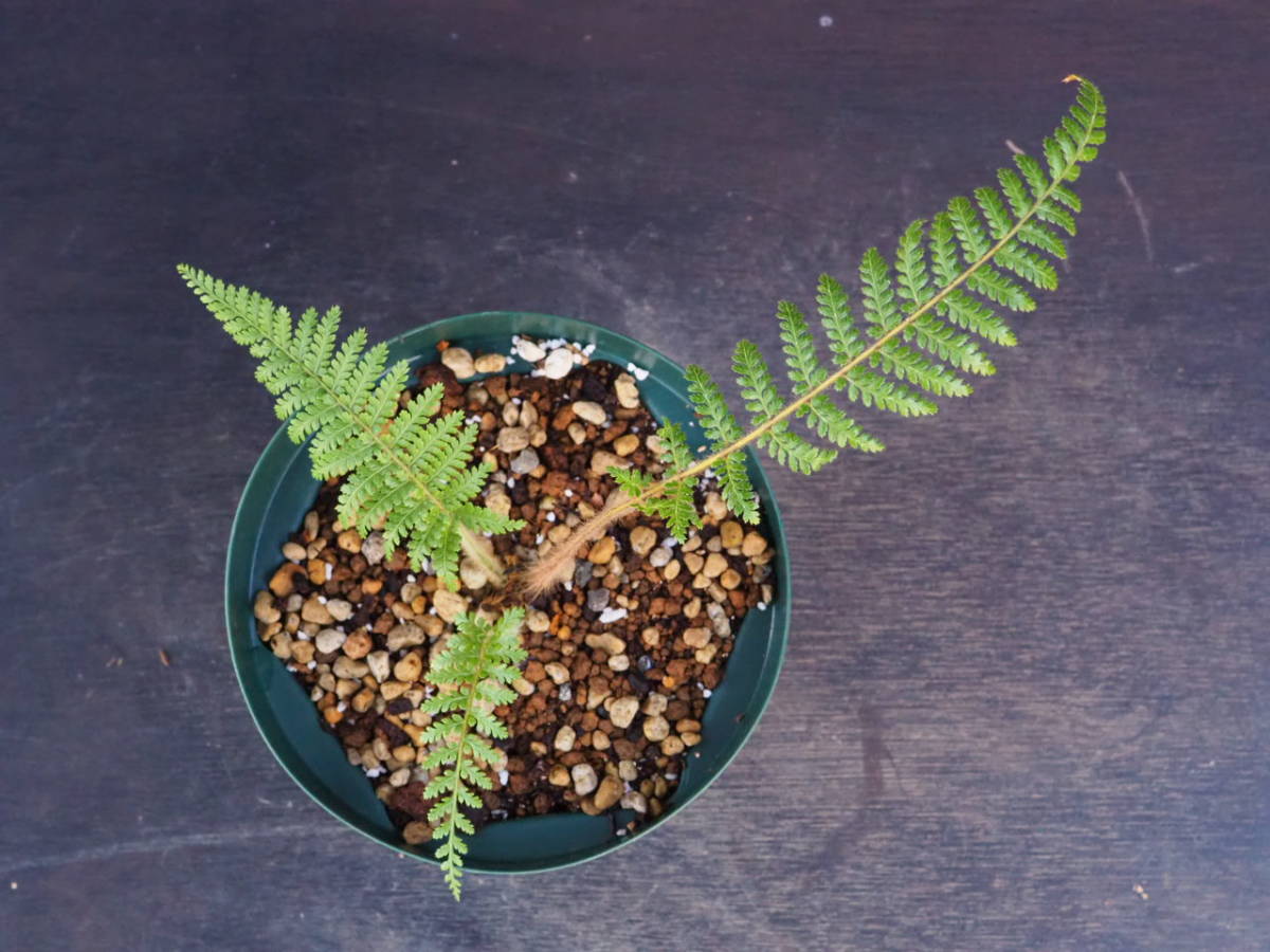 ディクソニア スクアローサ Dicksonia squarrosa(その他)|売買された