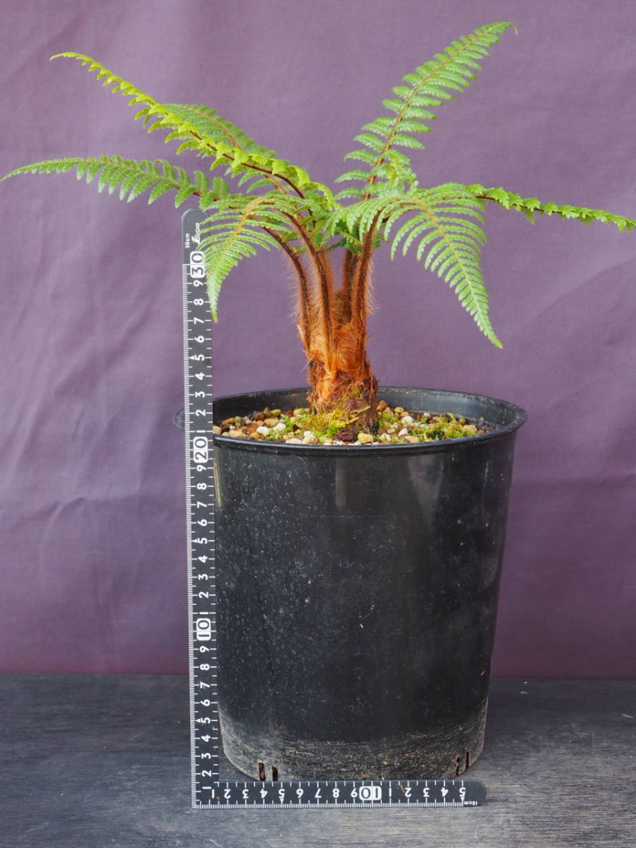 ディクソニア スクアローサ Dicksonia squarrosa(その他)|売買された