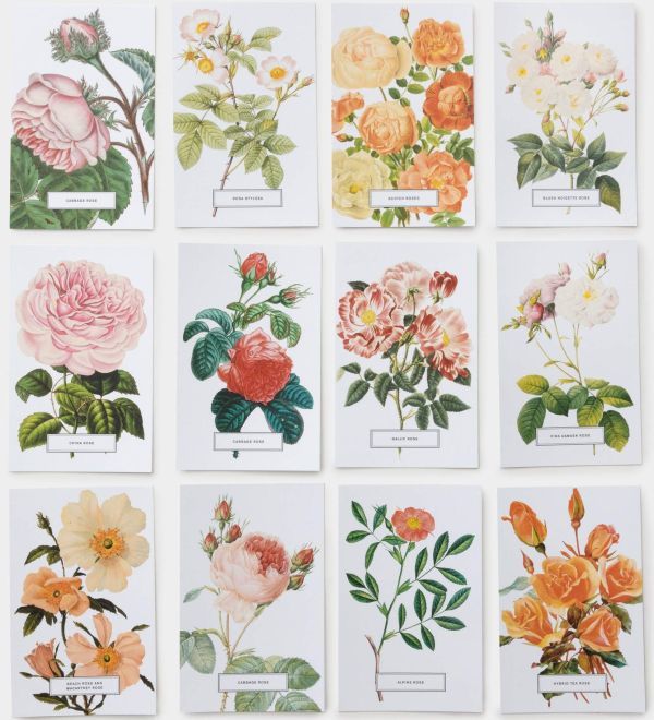 ★新品★送料無料★バラ / ローズ ポストカード100枚セット★Roses: 100 Postcards★★_画像2