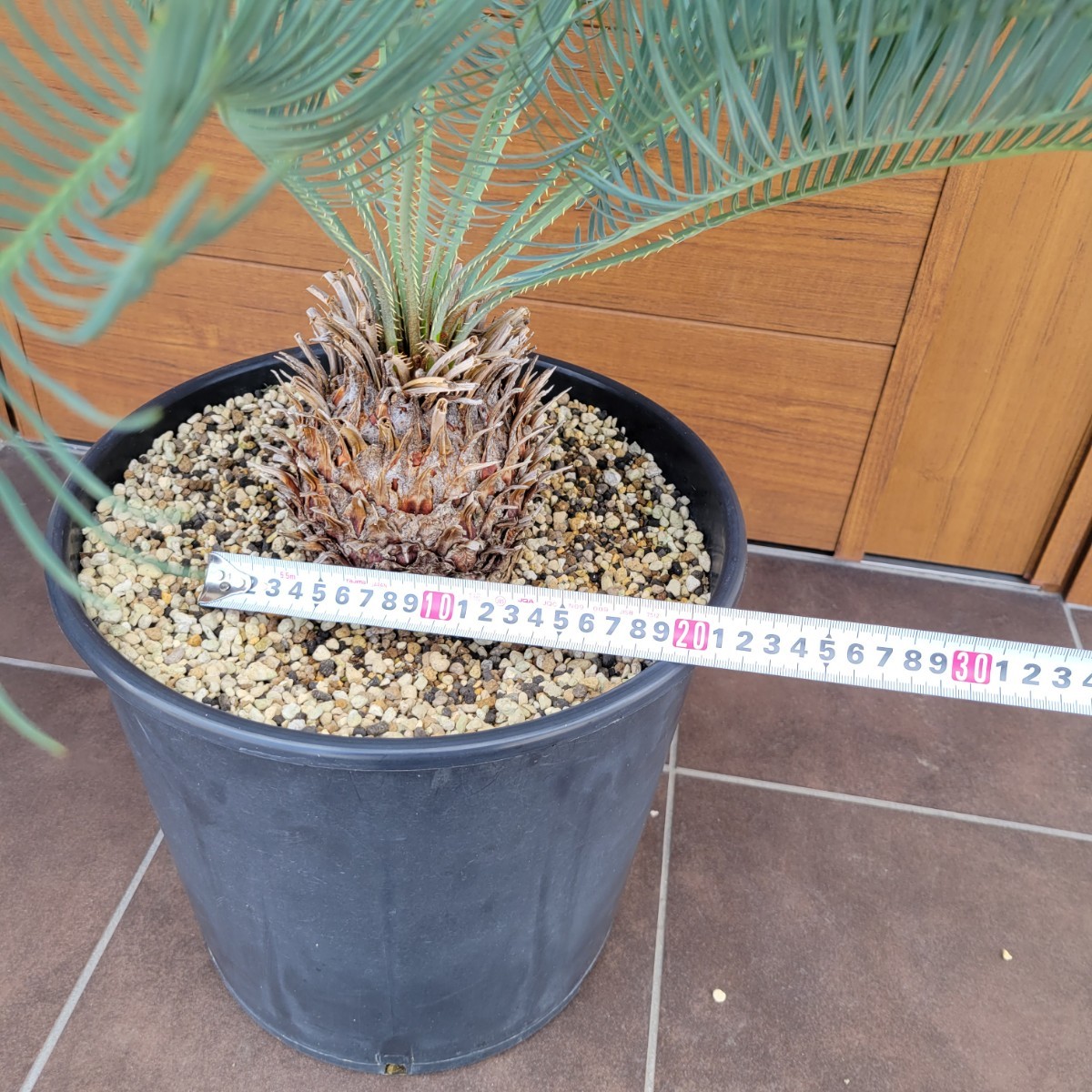 Yahoo!オークション - 【極美】サイカスカイルンシアナ cycas Yahoo!オークション - 【極美】サイカスカイルンシアナ cycas