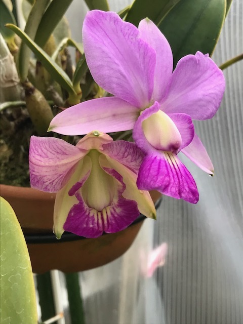 Yahoo!オークション - 洋蘭 原種 カトレア C.walkeriana f Yahoo!オークション - 洋蘭 原種 カトレア C.walkeriana f
