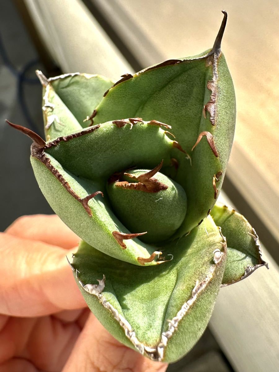 アガベ 多肉植物 チタノタ 純血ジャガーノート 厳選極上棘小デブ美株の画像3