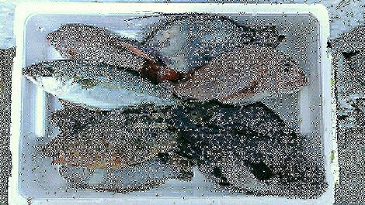 （魚）青森産鮮魚混み魚5.0k盛りだくさん4480円即決_画像4