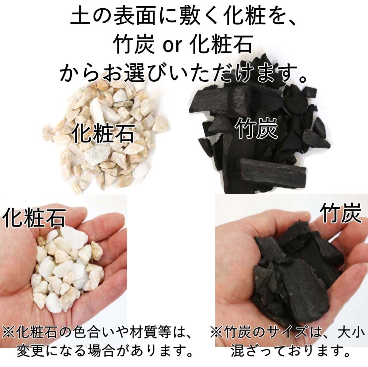 Yahoo!オークション - 観葉植物 トックリヤシ 7号 ホワイトスクエア