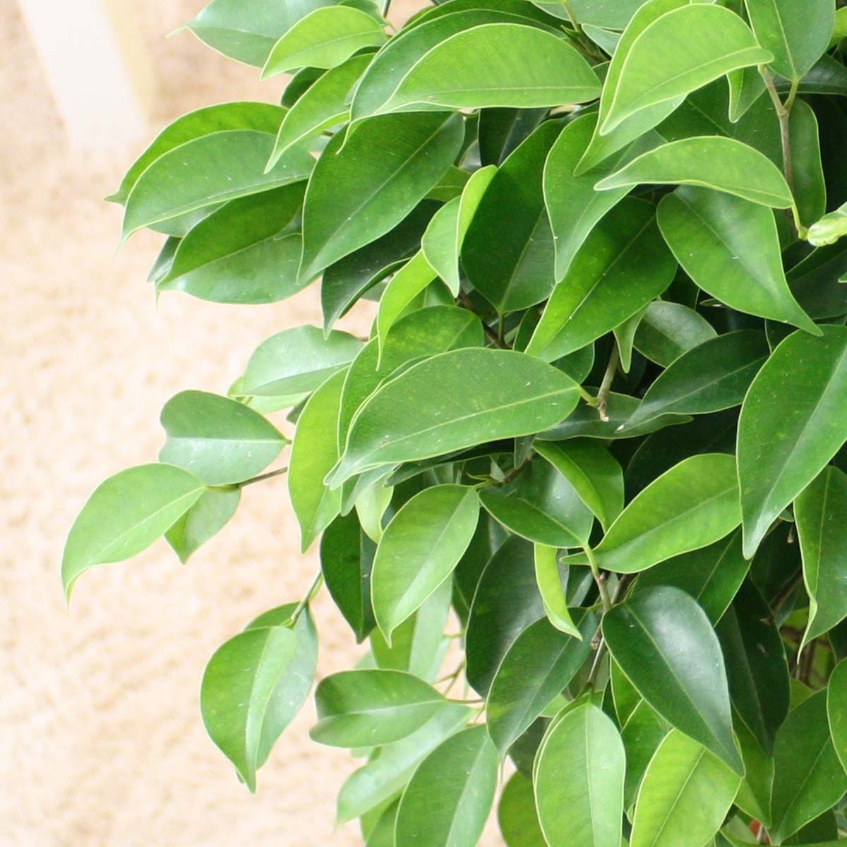  decorative plant Benjamin topiary 8 number pot + stripe basket pot cover earth. surface is wood chip 