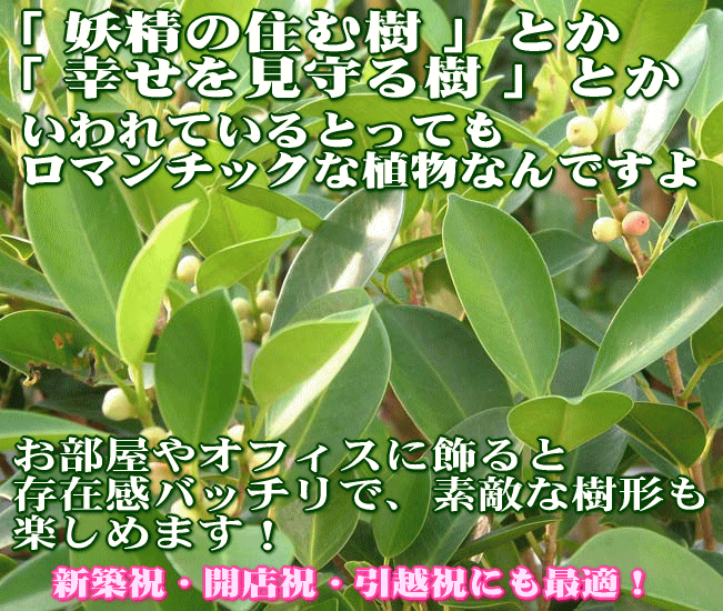 観葉植物 幸せを見守る樹 ガジュマル 5号 ホワイト陶器鉢 丸ロング　1鉢 土の表面 竹炭 送料無料_画像5