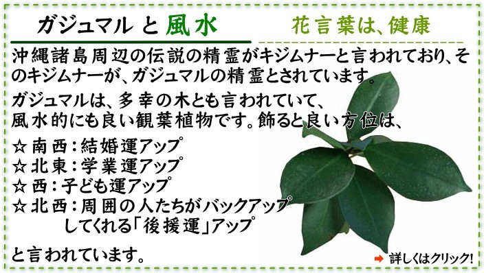  decorative plant ... see ...gaju maru 5 number white ceramics pot circle long 1 pot earth. surface cosmetics stone free shipping 