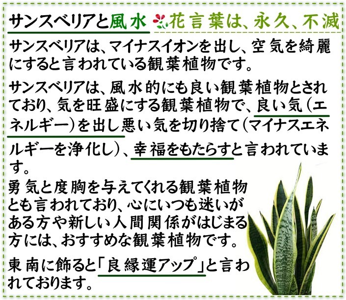 観葉植物　空気を浄化するといわれているサンスベリアのホワイト陶器鉢 7号 ストレート 土の表面：竹炭タイプ 送料無料_画像9