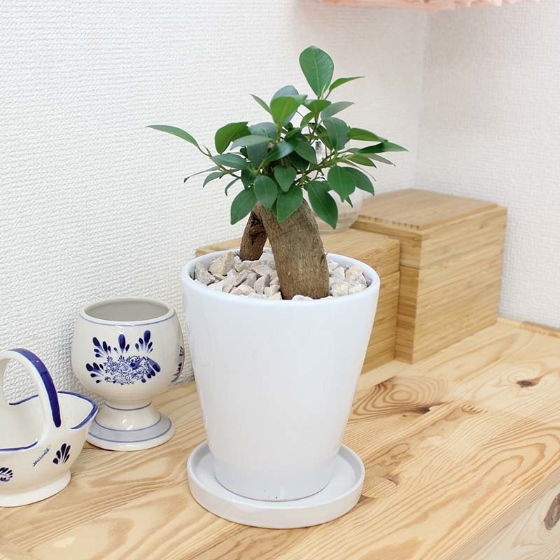  decorative plant ... see ...gaju maru 5 number white ceramics pot circle long 1 pot earth. surface cosmetics stone free shipping 