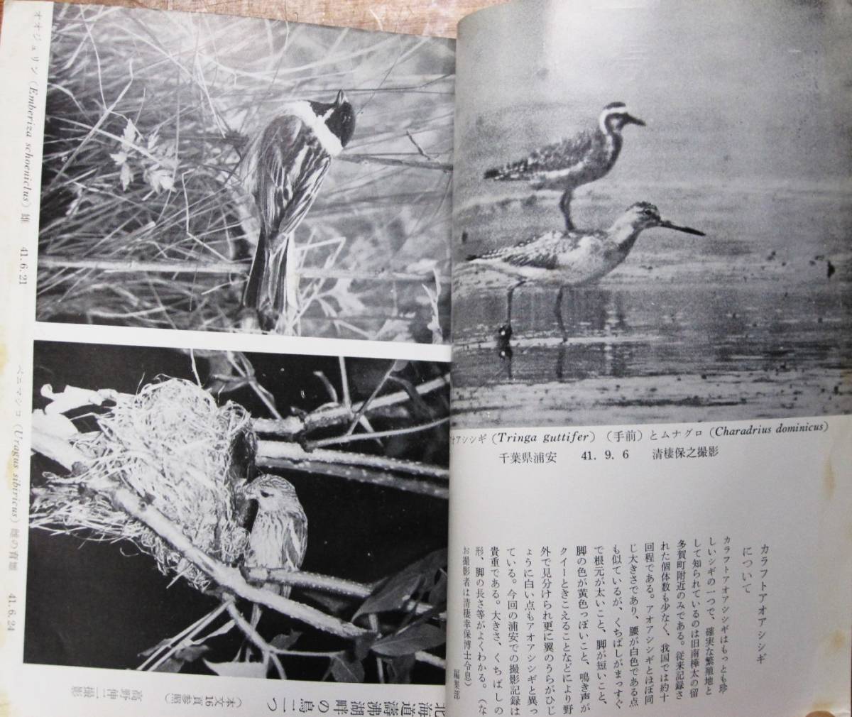. журнал / дикая птица /1967 год 1-8 месяц 11 месяц /9 шт. # Япония дикая птица. .