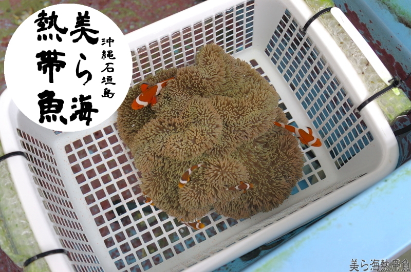 【沖縄石垣島産専門店 美ら海熱帯魚】 ハタゴイソギンチャク 送料込み