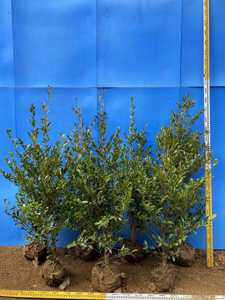 大阪植木サカキ(榊)H1.5m限定4本|代購幫