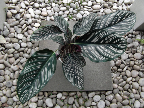 カラテア・サンデリアーナ（Calathea ornata cv.“Sanderiana"）７号の画像4